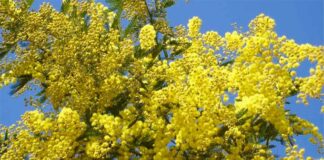 L’8 marzo, tra mimose e storia dell’emancipazione femminile