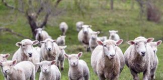 Allevamento abusivo a Spinetoli, sotto sequestro 22 ovini e 26 caprini