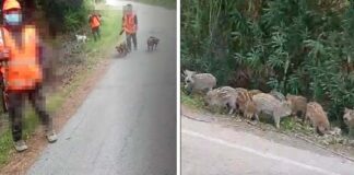 Grottammare, sparatoria contro i cinghiali. La denuncia della Lac: «Decine di cuccioli orfani vagano per le strade»