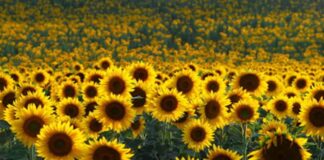 Coldiretti Marche: «Troppi piccioni, semina girasoli a rischio. La Regione si adoperi per il contenimento»