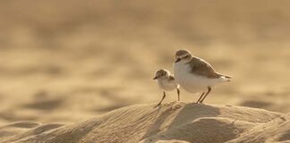 San Benedetto, Lipu:«Nati i primi due Fratini al Lido Sabbiadoro. Massima attenzione a non disturbarli»