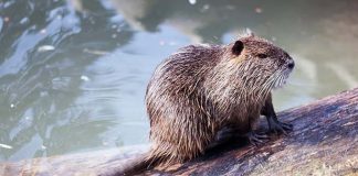 Punto Aiuto Cittadino: «Nutrie lungo i Fossi Collettore e Scolmatore. Si provveda alla pulizia»