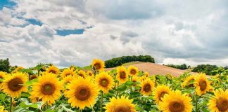 Tempo di girasoli: tra mito, cinema, arte e realtà