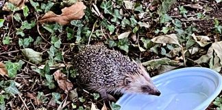 Il giorno del riccio, in un afoso pomeriggio estivo