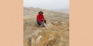 Svelata l’origine di uno dei più grandi giacimenti di fossili di cetacei. Geologo Unicam nel gruppo di ricerca