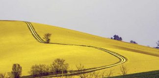 Pino Bartolomei e la fotografia del dettaglio d’arte