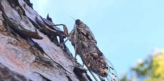 La cicala, da frivola a messaggera delle Muse