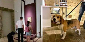 Recanati, al Museo con gli amici a quattro zampe. La Città dell’Infinito è dog friendly
