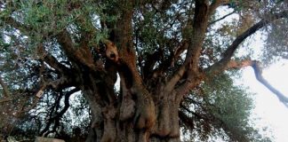 Incendi in Sardegna, l’olivastro Sa Tanca Manna si salverà. I patriarchi non muoiono mai