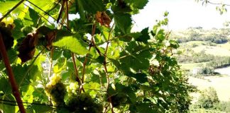 Coldiretti Marche, zero piogge e afa: la vendemmia parte da Ferragosto