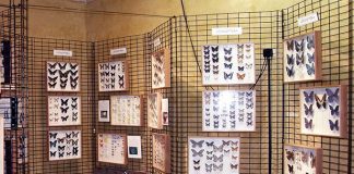 Macerata, riapre il Museo di Storia Naturale. Visite gratuite e su prenotazione