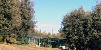 Un progetto per l’ampliamento dell’oasi felina a Grottammare