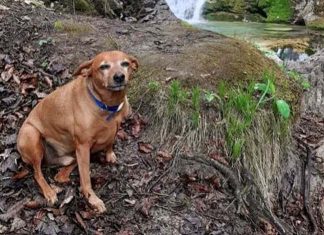 Il forte legame cane uomo. Da Luigi ad Argo, fino alla notte dei tempi