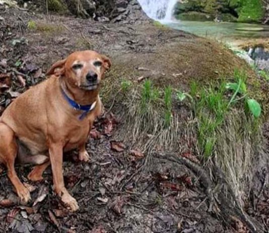 Il forte legame cane uomo. Da Luigi ad Argo, fino alla notte dei tempi