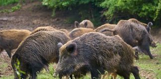 Peste suina africana, la Regione Marche attiva l’Unità di crisi. Carloni: «Non trasmissibile all’uomo»