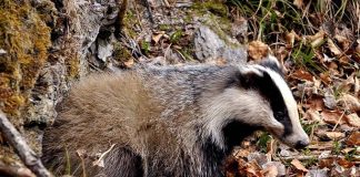 Il tasso: un animale bello, socievole, utile e… portafortuna