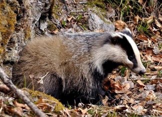 Il tasso: un animale bello, socievole, utile e… portafortuna