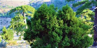 Ginepro fenicio, dalla statuaria bellezza agli infiniti utilizzi