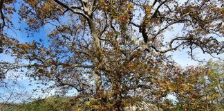 L’Albero del Piccioni: il platano più famoso delle Marche