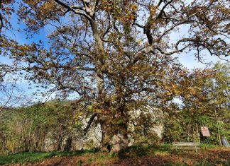 L’Albero del Piccioni: il platano più famoso delle Marche