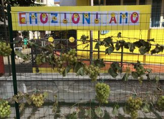 Isc Centro di San Benedetto, la Scuola di Ragnola si trasforma in vigna per la vendemmia dei bambini