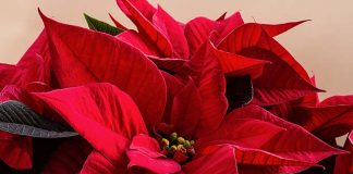 Coldiretti Ascoli Fermo, il Natale è più bello con le Stelle a chilometro zero