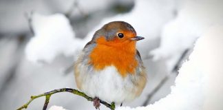 Il pettirosso, il piccolo uccello che non si arrende mai