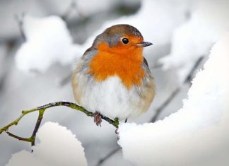 Il pettirosso, il piccolo uccello che non si arrende mai