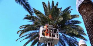 Lotta al punteruolo rosso, il Comune di Grottammare investe sull’endoterapia