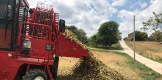 Agricoltura, nelle Marche aumenta la produzione di barbabietola e si punta a mini impianti regionali