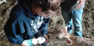 Allarme stalle, Coldiretti Marche: «Sostenere la produzione di latte dei nostri allevamenti»