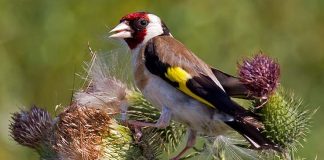 Il cardellino, bellissimo uccello festoso tra arte e leggenda