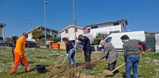 La Banca di Ripatransone e del Fermano mette a dimora le prime 50 piante a Grottammare