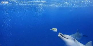 Animali da “sballo”, non solo gli uomini hanno il vizio dell’alcool