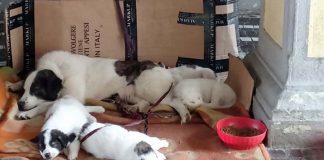 L’Amico fedele dice no ai cani utilizzati per l’accattonaggio. Proposta di variazione al regolamento comunale