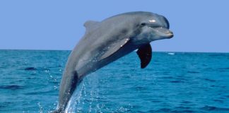 Anche i delfini stanno morendo a causa della guerra