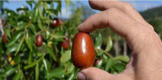 Andare in brodo di giuggiole, non solo un modo dire ma anche una ricetta