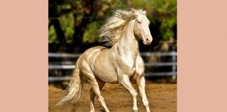 Akhal-Teke, il cavallo dorato più bello del mondo