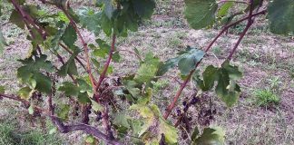 Cinghiali, scorribande in Valtesino e nei vigneti di Offida