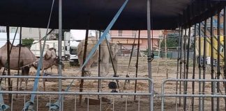 Circo con gli animali, Lac e Lav diffidano il sindaco Spazzafumo: «Il Comune non rispetta il regolamento»