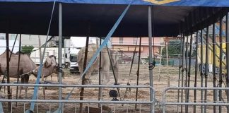 Circo a San Benedetto, presunto abuso sugli animali. Lac e Lav :«Il sindaco doveva interrompere gli spettacoli e inviare il video in Procura»