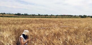 Riserva Naturale Sentina, ottimi risultati dai campionamenti dei suoli