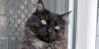 San Benedetto: scomparsa Sombra, una gatta di due anni dal pelo lungo