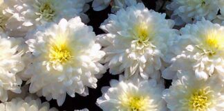 Ognissanti, crisantemi con prezzi in aumento. Coldiretti Ascoli Fermo: «Meglio direttamente nei vivai»