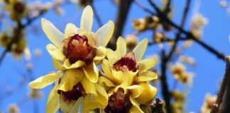 La leggenda del Calicanto e del Pettirosso