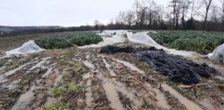 Maltempo, i fiumi tornano a fare paura. Coldiretti Marche:«Raccolti a rischio»