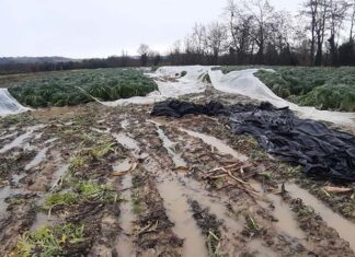 Maltempo, i fiumi tornano a fare paura. Coldiretti Marche:«Raccolti a rischio»