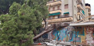 San Benedetto, caduta di un pino in via Moretti: si valuta la situazione delle piante