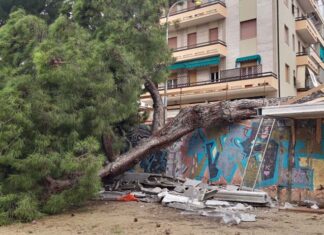 San Benedetto, caduta di un pino in via Moretti: si valuta la situazione delle piante