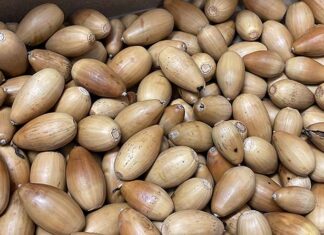 La ghianda, risorsa da riscoprire e valorizzare in un progetto di ricerca Unicam